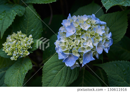 Hydrangea after the rain Hydrangea after the rain 130611916