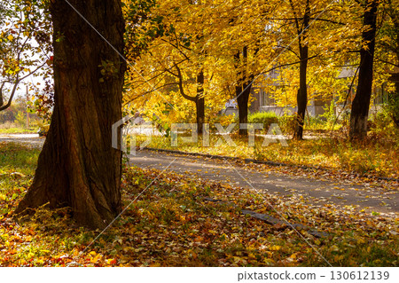 street on a sunny autumn day. scenic urban landscape of uzhhorod. row of old trees in yellow foliage along the walking path in bright light. ground covered in fallen leaves 130612139