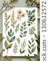 green leaves on white background 130612572