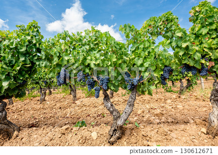 Bunches of black grapes among the branches of the plant. Agriculture. Bunches of black grapes among the branches of the plant. Agriculture. 130612671