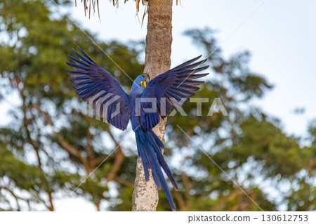 Magnificent bird hyacinth macaw. Santa Clara Corumba, Pantanal, Mato Grosso do Sul. Brazil. Brazilian birdwatching. 130612753