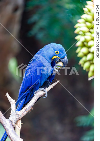 Magnificent bird hyacinth macaw. Santa Clara Corumba, Pantanal, Mato Grosso do Sul. Brazil. Brazilian birdwatching. 130612754