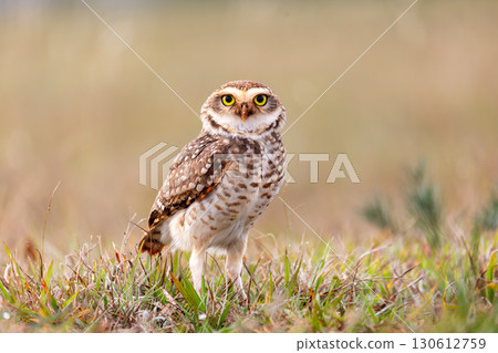 Close-up of a burrowing owl (Athene cunicularia),Vila Velha State Park, Brazil. Brazilian wildlife and birdwatching. Close-up of a burrowing owl (Athene cunicularia),Vila Velha State Park, Brazil. Brazilian wildlife and birdwatching. 130612759