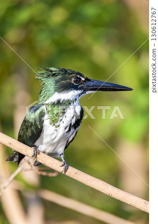 Amazon kingfisher (Chloroceryle amazona) perches on branch. Pantanal, Mato Grosso do Sul, Brazil. Brazilian birdwatching. 130612767