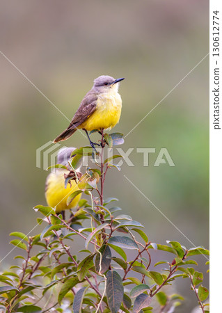 cattle tyrant (Machetornis rixosa). Pocone, Pantanal, Mato Grosso. Brazilian birdwatching. 130612774