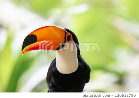 Toco Toucan (Ramphastos toco) in a natural environment in Foz do Iguacu, Brazil. Brazilian wildlife and birdwatching. Toco Toucan (Ramphastos toco) in a natural environment in Foz do Iguacu, Brazil. Brazilian wildlife and birdwatching. 130612780