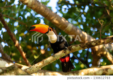 Magnificent Toco Toucan (Ramphastos toco), Pantanal, Mato Grosso do Sul, Brazil. Brazilian wildlife and birdwatching. 130612783