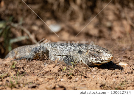 Argentine black and white tegu (Salvator merianae), Pocone, Mato Grosso do Sul, Brazil. Brazilian wildlife and birdwatching. 130612784