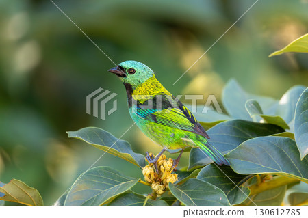 Green-headed tanager (Tangara seledon), Brazilian wildlife and birdwatching. Green-headed tanager (Tangara seledon), Brazilian wildlife and birdwatching. 130612785