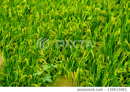 Rice. A large area of rice seedlings growing in the fields of Korea. 130613061