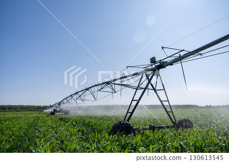 Agricultural pivot irrigation system on a corn field 130613545