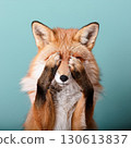 Crying Fox 130613837