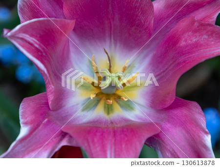 Close-up of Delightful Purple Dream or Lily-Flowered Tulip Farm. Close-up of Delightful Purple Dream or Lily-Flowered Tulip Farm. 130613878