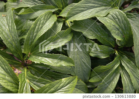 Lush glossy evergreen leaves of the Hellebore plant on the background. Lush glossy evergreen leaves of the Hellebore plant on the background. 130613880