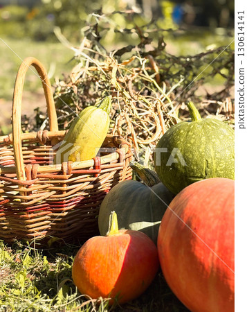 Autumn arrangement with pumpkins and zucchini on a rustic background. A wicker basket and dry leaves create an autumn mood. 130614141