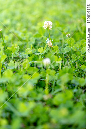 White flowers of white clover White flowers of white clover 130614168