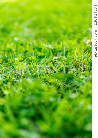 像草一樣的小葉子 130614173