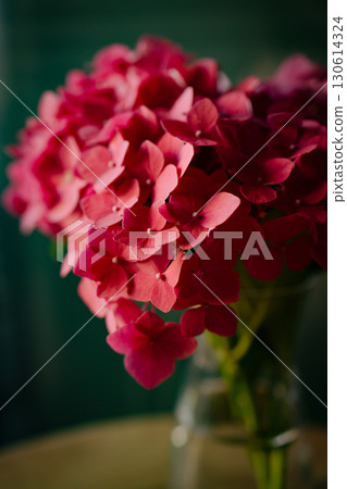 Pink hydrangea flowers in glass vase on wooden table 130614324