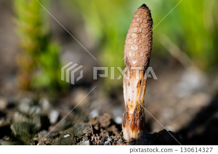 Tsukuri Shinkbo Tsukuri Shinkbo 130614327