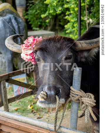 Yufu Island Yufu Island 130614642