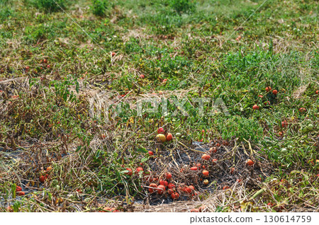 Processing tomatoes 130614759