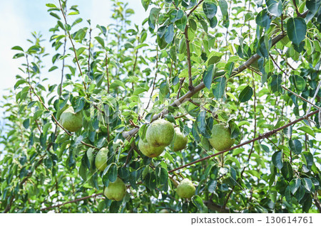 成熟的梨 130614761