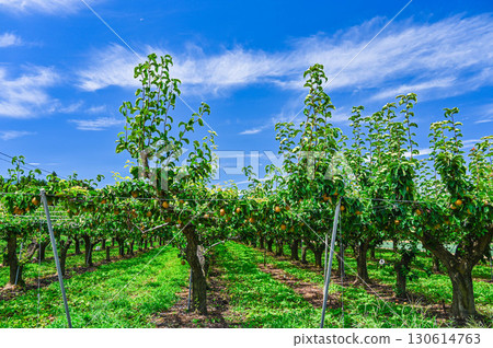 山形村的夏梨 山形村的夏梨 130614763