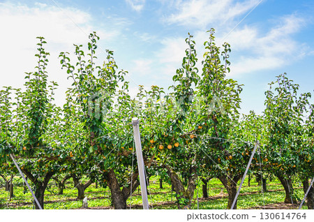 山形村果園的梨 山形村果園的梨 130614764