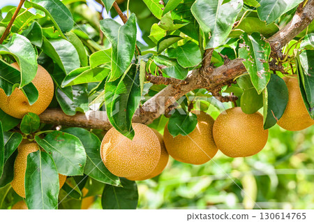 一個碩果累累的梨 一個碩果累累的梨 130614765