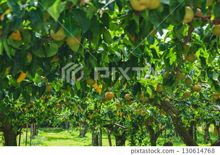 山形村果園的梨 130614768
