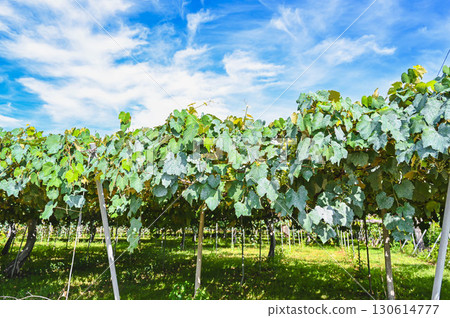 Yamagata Village Vineyards 130614777