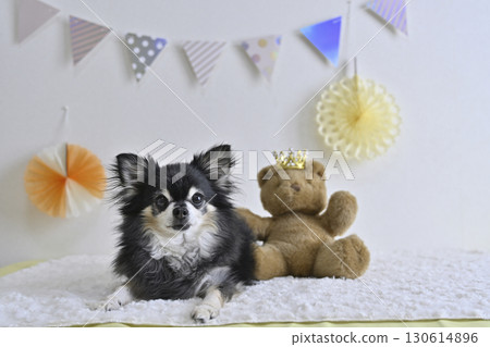 A cute photo of a Chihuahua and a teddy bear A cute photo of a Chihuahua and a teddy bear 130614896