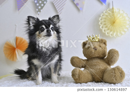 A cute photo of a Chihuahua and a teddy bear 130614897
