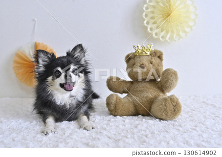 A cute photo of a Chihuahua and a teddy bear A cute photo of a Chihuahua and a teddy bear 130614902