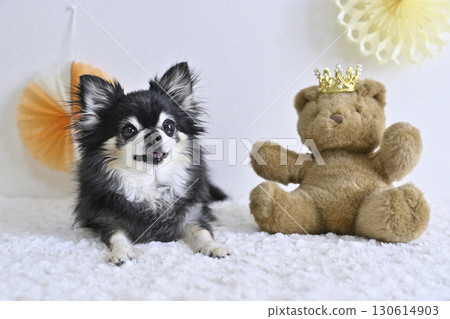 A cute photo of a Chihuahua and a teddy bear 130614903