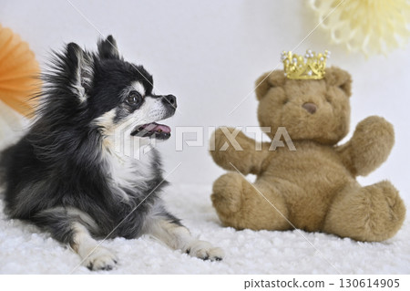 A cute photo of a Chihuahua and a teddy bear A cute photo of a Chihuahua and a teddy bear 130614905