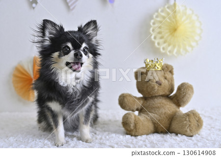 A cute photo of a Chihuahua and a teddy bear 130614908