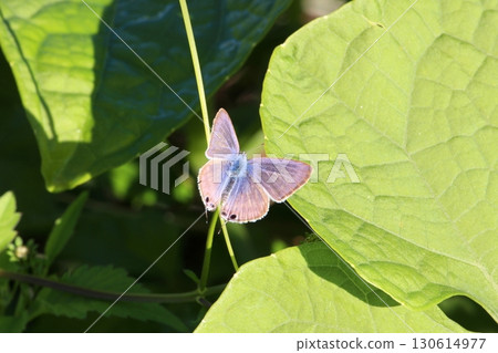 燕尾蝶♂_4872。 燕尾蝶♂_4872。 130614977