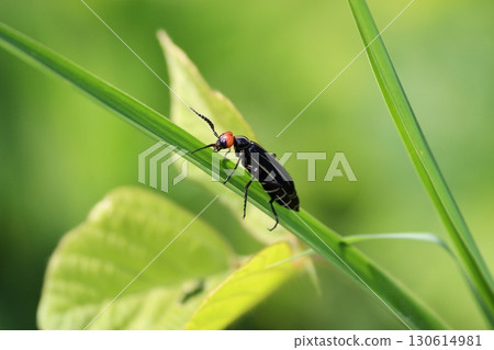 Himehime豆 130614981