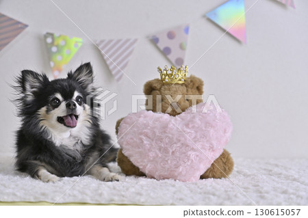 帶著粉紅心和泰迪熊的微笑吉娃娃 130615057