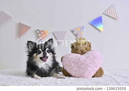 Smiling Chihuahua with Pink Heart and Teddy Bear Smiling Chihuahua with Pink Heart and Teddy Bear 130615058