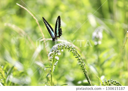 一隻綠頭蒼蠅正在從沼澤珍珠菜中吸取花蜜 130615187