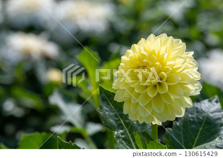 Colorful blooming dahlias Colorful blooming dahlias 130615429