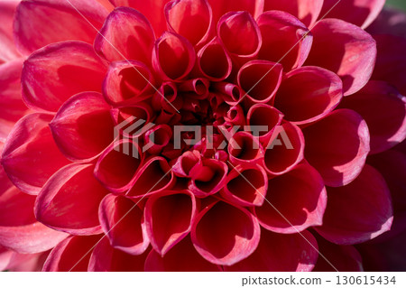 Colorful blooming dahlias 130615434