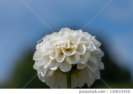 Colorful blooming dahlias Colorful blooming dahlias 130615438