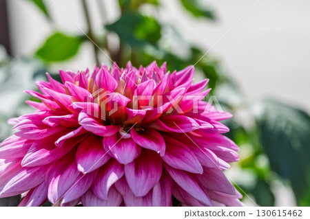 五彩繽紛盛開的大麗花 130615462