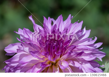 Colorful blooming dahlias 130615466