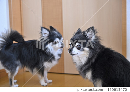 Two Chihuahua dogs waiting in front of the door for their owner to return Two Chihuahua dogs waiting in front of the door for their owner to return 130615470