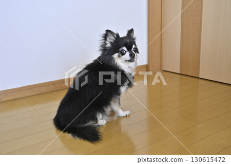 一隻吉娃娃在門前等待主人回來 一隻吉娃娃在門前等待主人回來 130615472