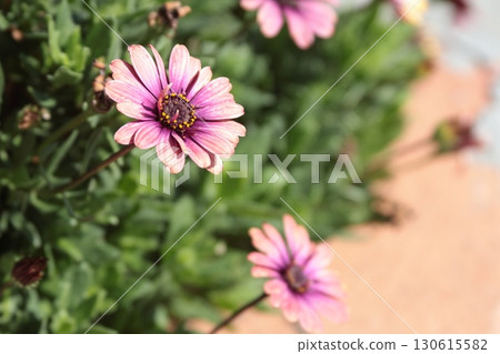 Blooming flowers in city in summer. Nature and hobby in street. Beauty of home. 130615582